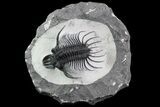 Spiny Quadrops Trilobite - Ofaten, Morocco #86766-4